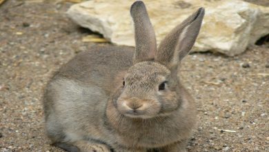 معلومات عن الارنب البري