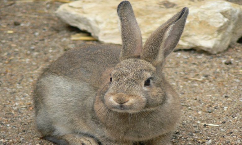 معلومات عن الارنب البري