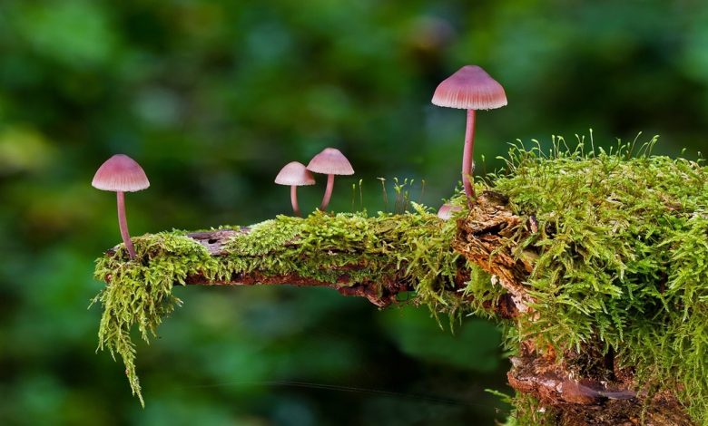 معلومات عن الاسفنجيات