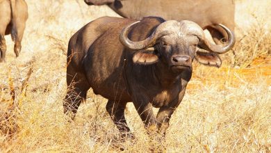 معلومات عن الجاموس