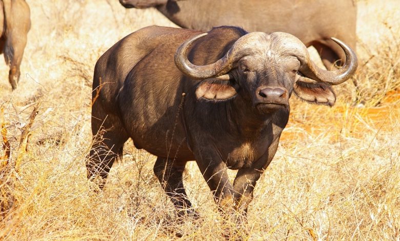 معلومات عن الجاموس