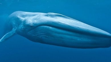 معلومات عن الحيوانات للاطفال