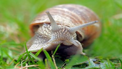 معلومات عن الرخويات