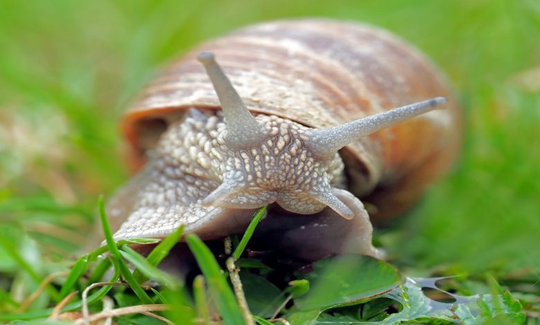 معلومات عن الرخويات