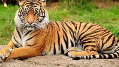 معلومات عن النمر