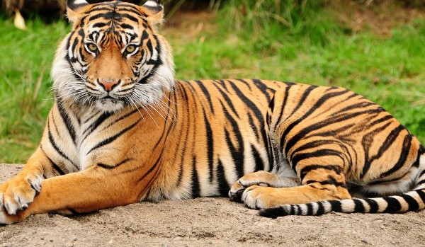 معلومات عن النمر