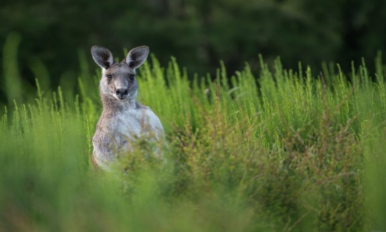 معلومات عن حيوان الكوكا