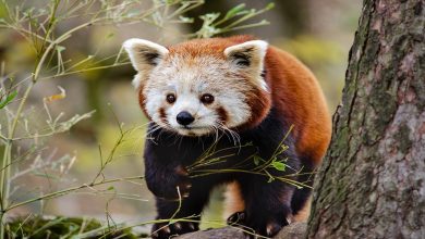 معلومات عن دب الباندا