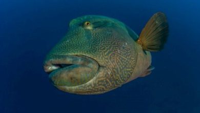 معلومات عن سمك الطرباني