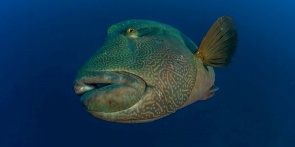 معلومات عن سمك الطرباني