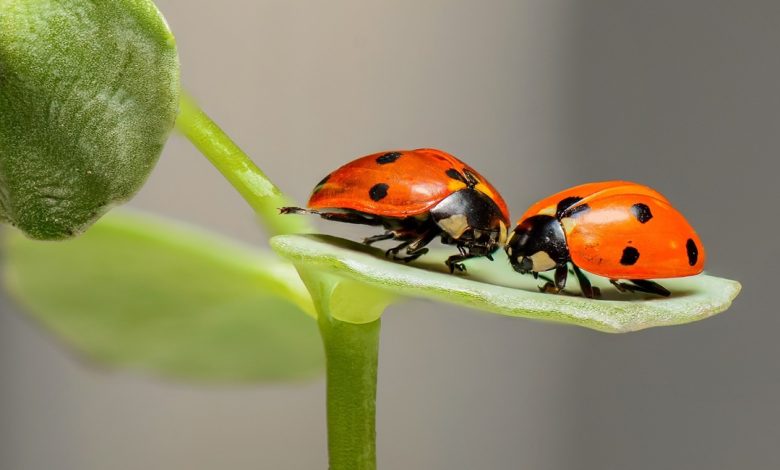 معلومات وحقائق عن الخنافس