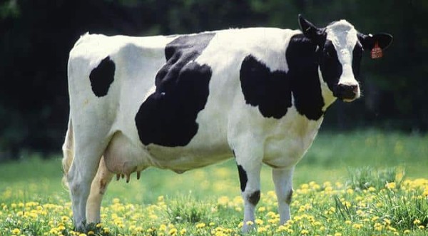 أسماء حيوانات تبدأ بحرف الباء