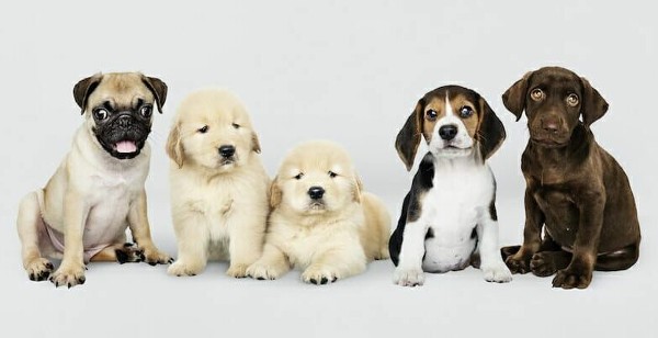 أنواع الكلاب في ألمانيا