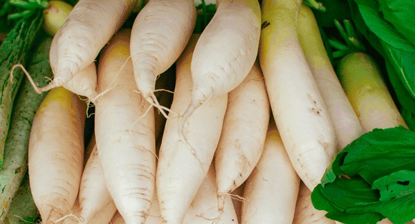 اضرار الفجل الأبيض