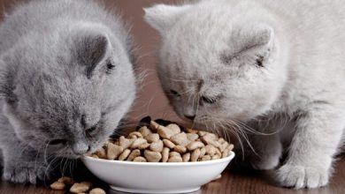 افضل أطعمة للقطط