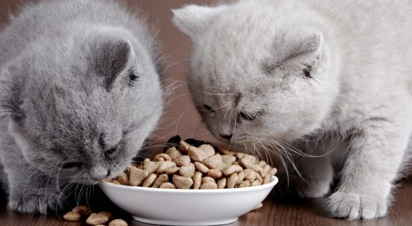 افضل  أطعمة للقطط