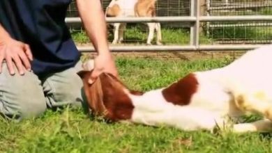 شروط ذبح العقيقة