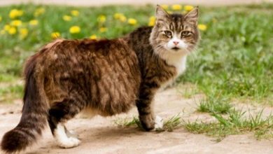 فتره حمل القطط