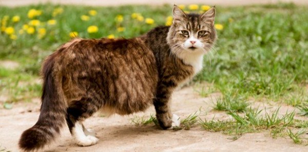 فتره حمل القطط