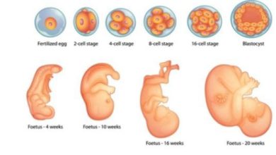 مراحل خلق الإنسان