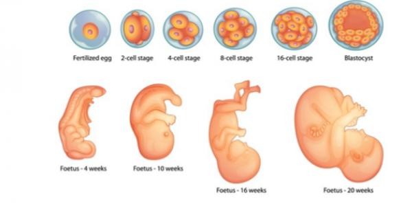 مراحل خلق الإنسان