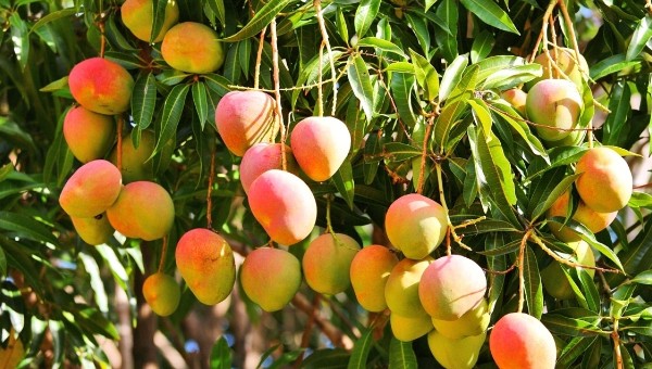 معلومات عن شجرة المانجو
