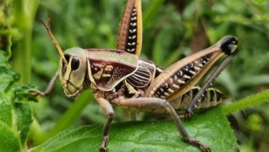 من هم جند الله