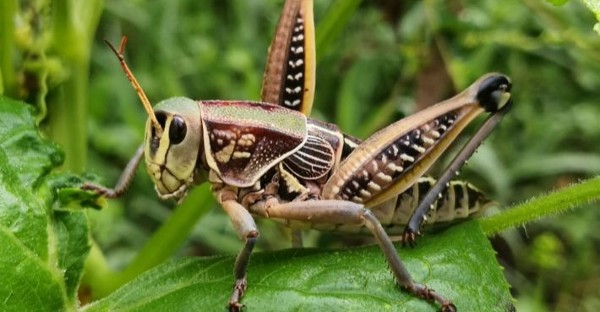 من هم جند الله