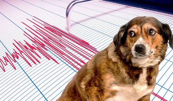الحيوان الذي يشعر بالزلزال قبل حدوثه