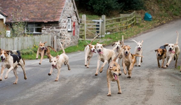 ما هو الحيوان الذي يشعر بالزلزال قبل حدوثه؟