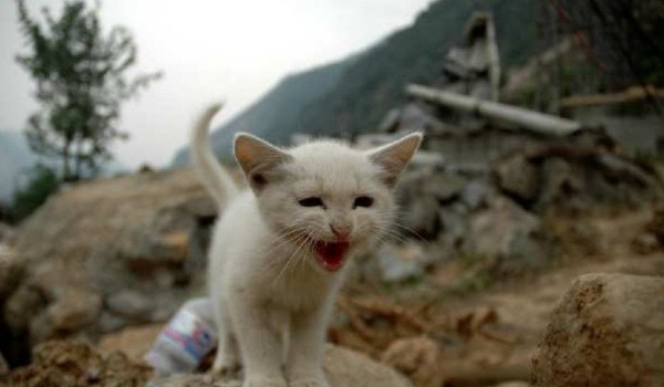 ما هو الحيوان الذي يشعر بالزلزال قبل حدوثه؟