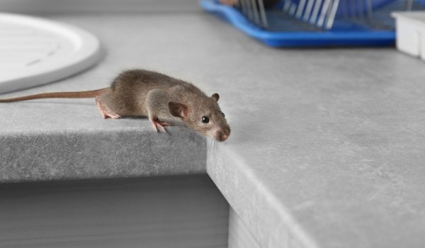 كيف أعرف مكان الفار