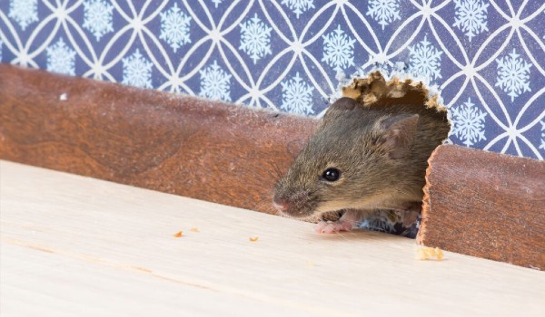 كيف أعرف مكان الفار