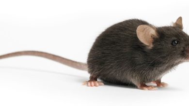 كيف أعرف مكان الفار