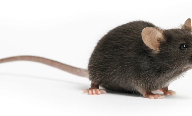 كيف أعرف مكان الفار