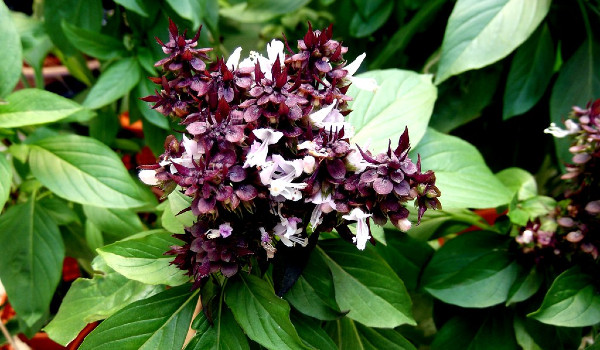 فوائد عشبة فليو