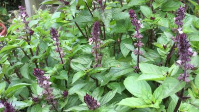 فوائد عشبة فليو