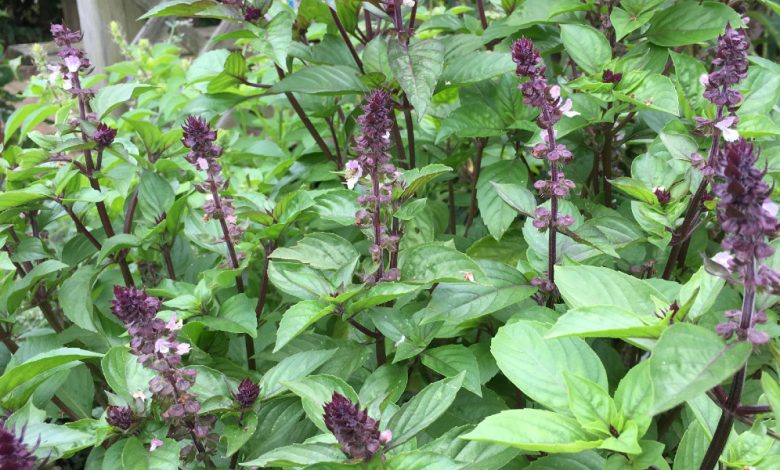 فوائد عشبة فليو