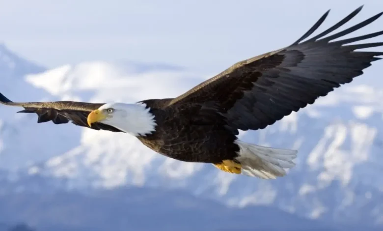 ماذا تعني حركة النسر الألباني؟