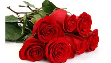 مساء الورد والفل والياسمين