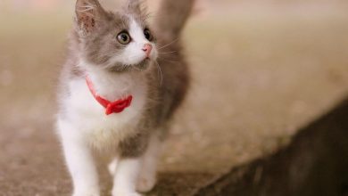 اسماء قطط اناث كورية