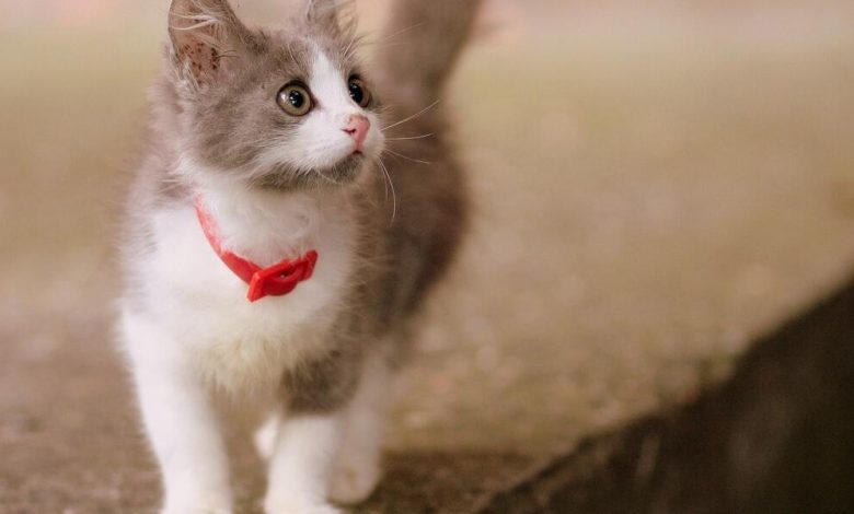 اسماء قطط اناث كورية