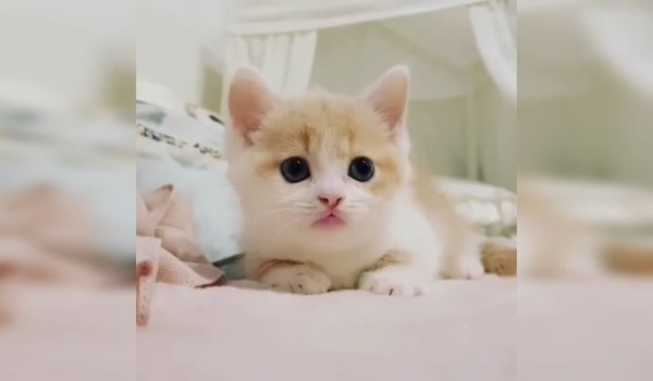 اسماء قطط اناث كورية