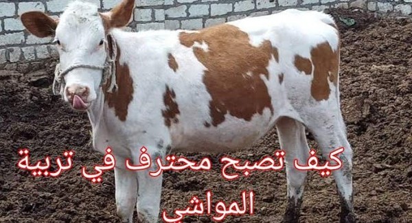 كيف تصبح تاجر مواشي