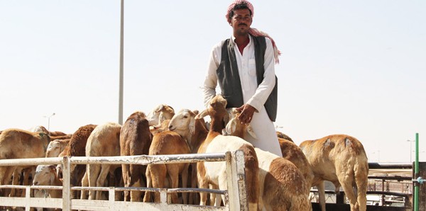 كيف تصبح تاجر مواشي