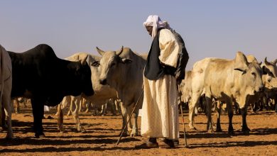 كيف تصبح تاجر مواشي