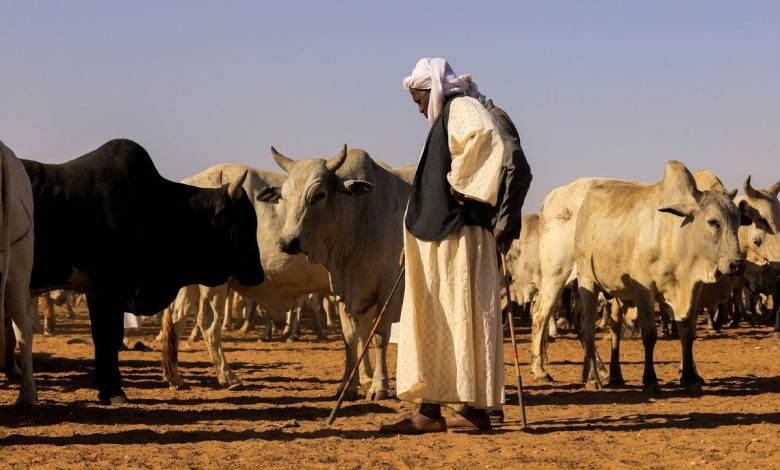 كيف تصبح تاجر مواشي