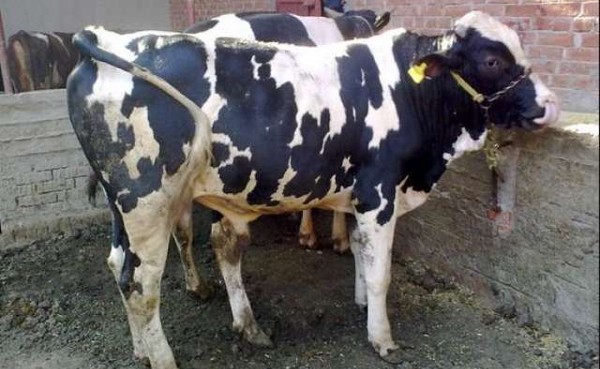 كيف تصبح تاجر مواشي