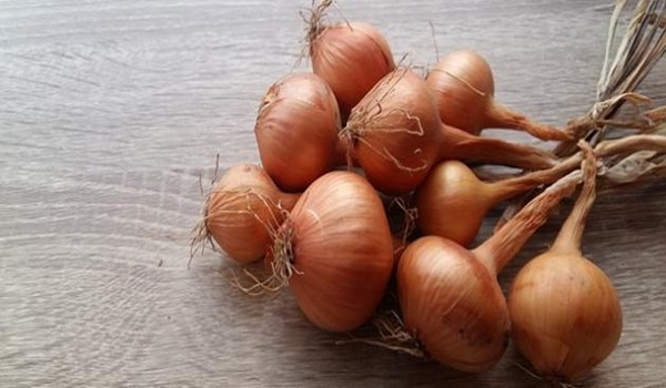 أكثر الدول إنتاجا للبصل